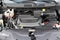 2023 Chrysler Pacifica Touring L FWD