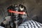 2020 Chevrolet Silverado 1500 4WD Crew Cab 147 Custom Trail Boss